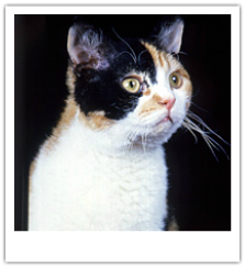 TORTISESHELL SHORTHAIR Cat Tortie ORNATE GOLD PENDANT NECKLACE